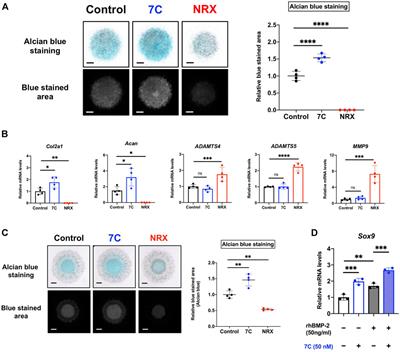 Selective Retinoic Acid Receptor γ Antagonist 7C is a Potent Enhancer of BMP-Induced Ectopic Endochondral Bone Formation